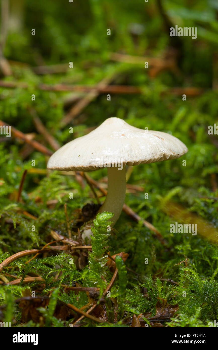 White Fibercap (Inocybe geophylla) mushroom also known as Earthy Inocybe. Common White Inocybe and White Fibercap. Stockhill Wood, Somerset, England. Stock Photo