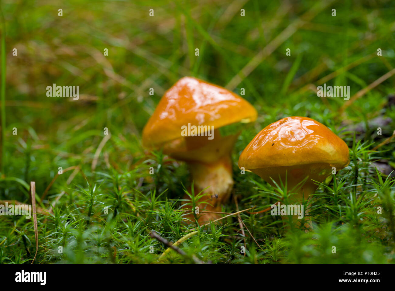 Larch Bolete (Suillus grevillei) mushrooms. Stockhill Wood, Somerset, England. Stock Photo