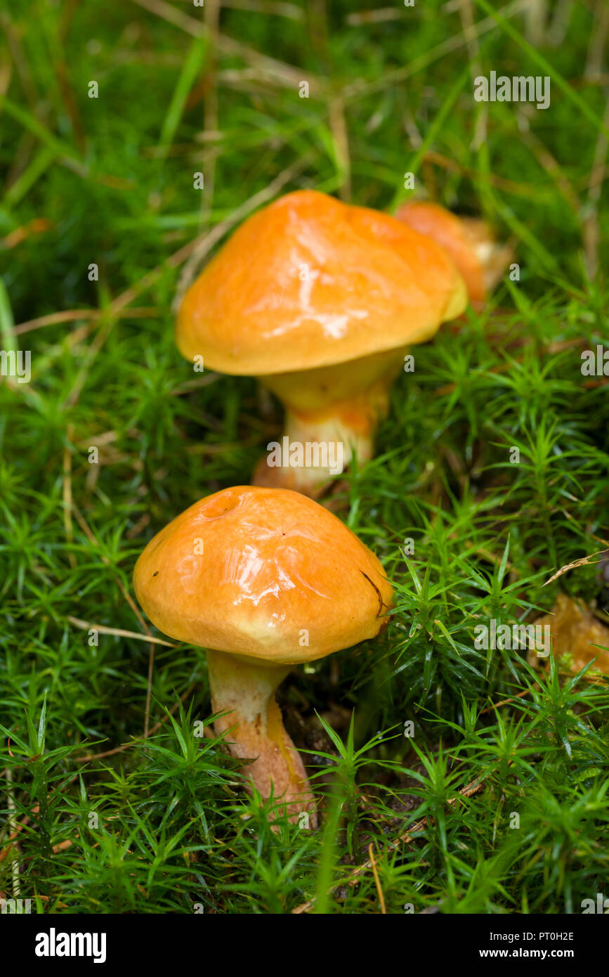 Larch Bolete (Suillus grevillei) mushrooms. Stockhill Wood, Somerset, England. Stock Photo