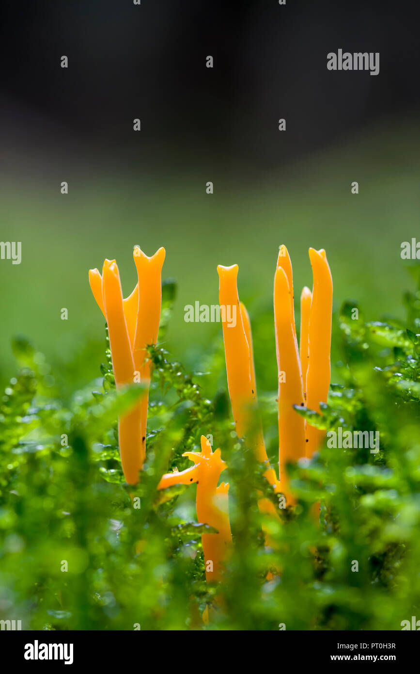 Yellow Stagshorn (Calocera viscosa) fungus on a coniferous woodland floor. Stockhill Wood, Somerset, England. Stock Photo