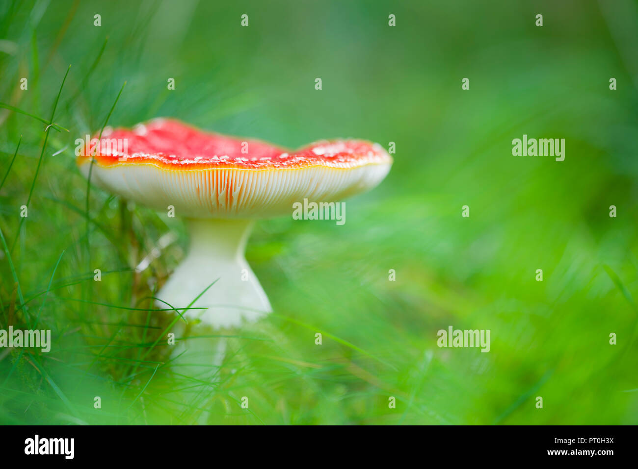 Fly Agaric (Amanita muscaria) mushroom growing in grass in Stockhill Wood, Somerset, England. Stock Photo
