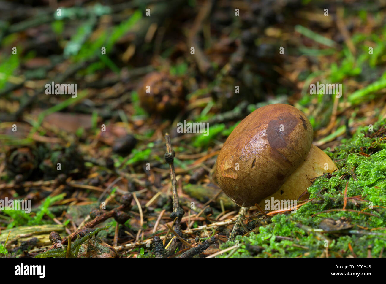 An immature Bay Bolete (Boletus badius) mushroom on a woodland floor. Stockhill Wood, Somerset, England. Stock Photo
