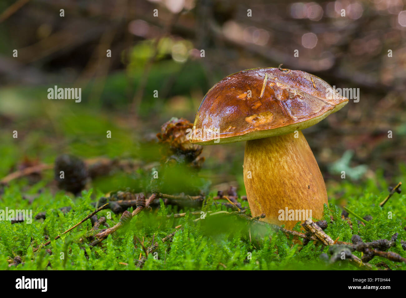 A Bay Bolete (Boletus badius) mushroom on a woodland floor. Stockhill Wood, Somerset, England. Stock Photo