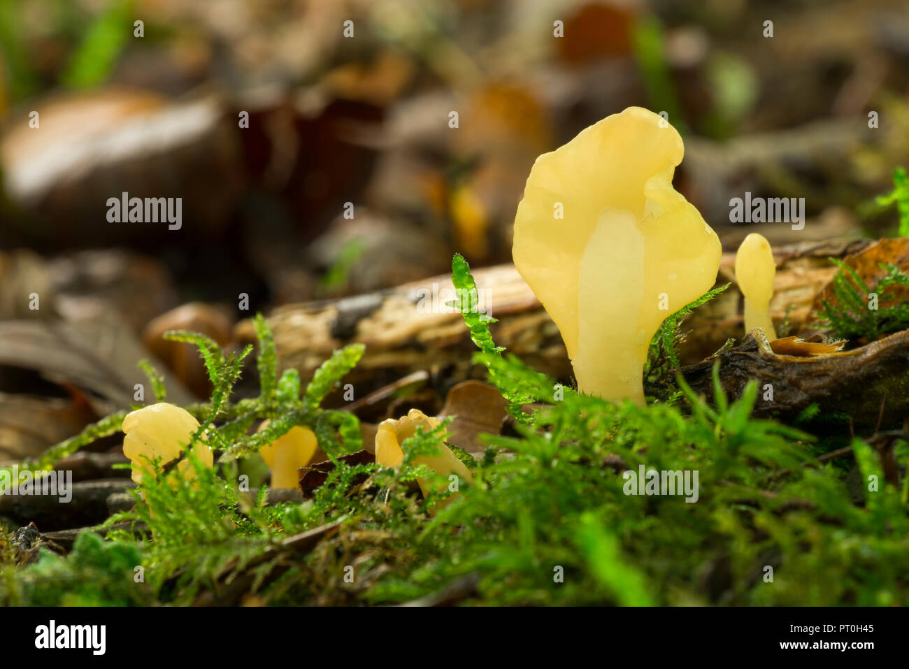 Yellow fan (Spathularia flavida) fungus growing on a forest floor. Also known as Fairy fan. Stockhill Wood, Somerset, England. Stock Photo