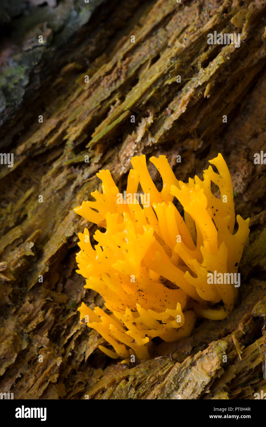 Yellow Stagshorn (Calocera viscosa) fungus on a coniferous woodland floor. Stockhill Wood, Somerset, England. Stock Photo