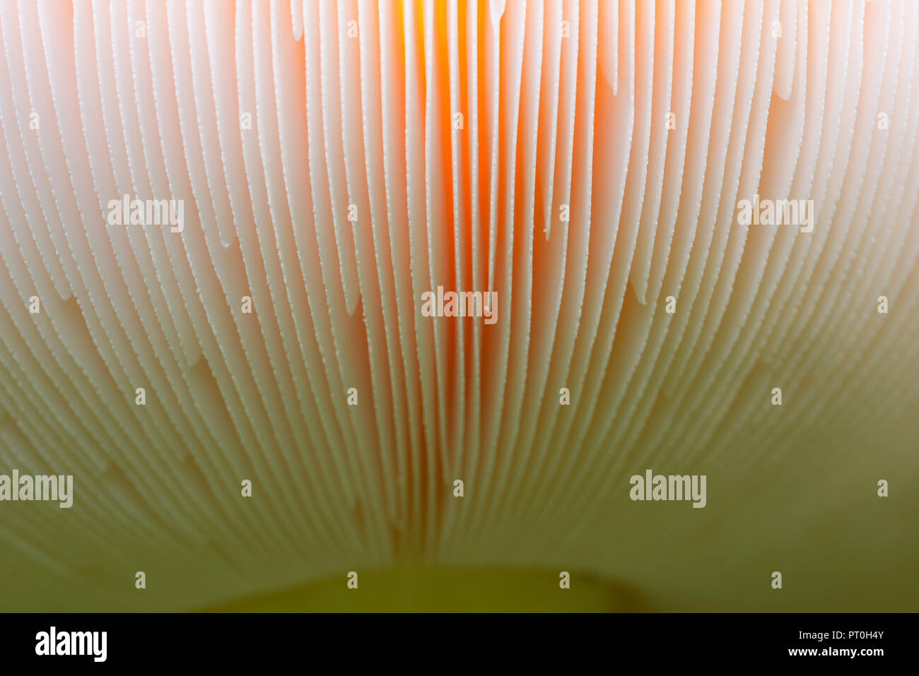 Close up detail of the gills of a Fly Agaric (Amanita muscaria ...