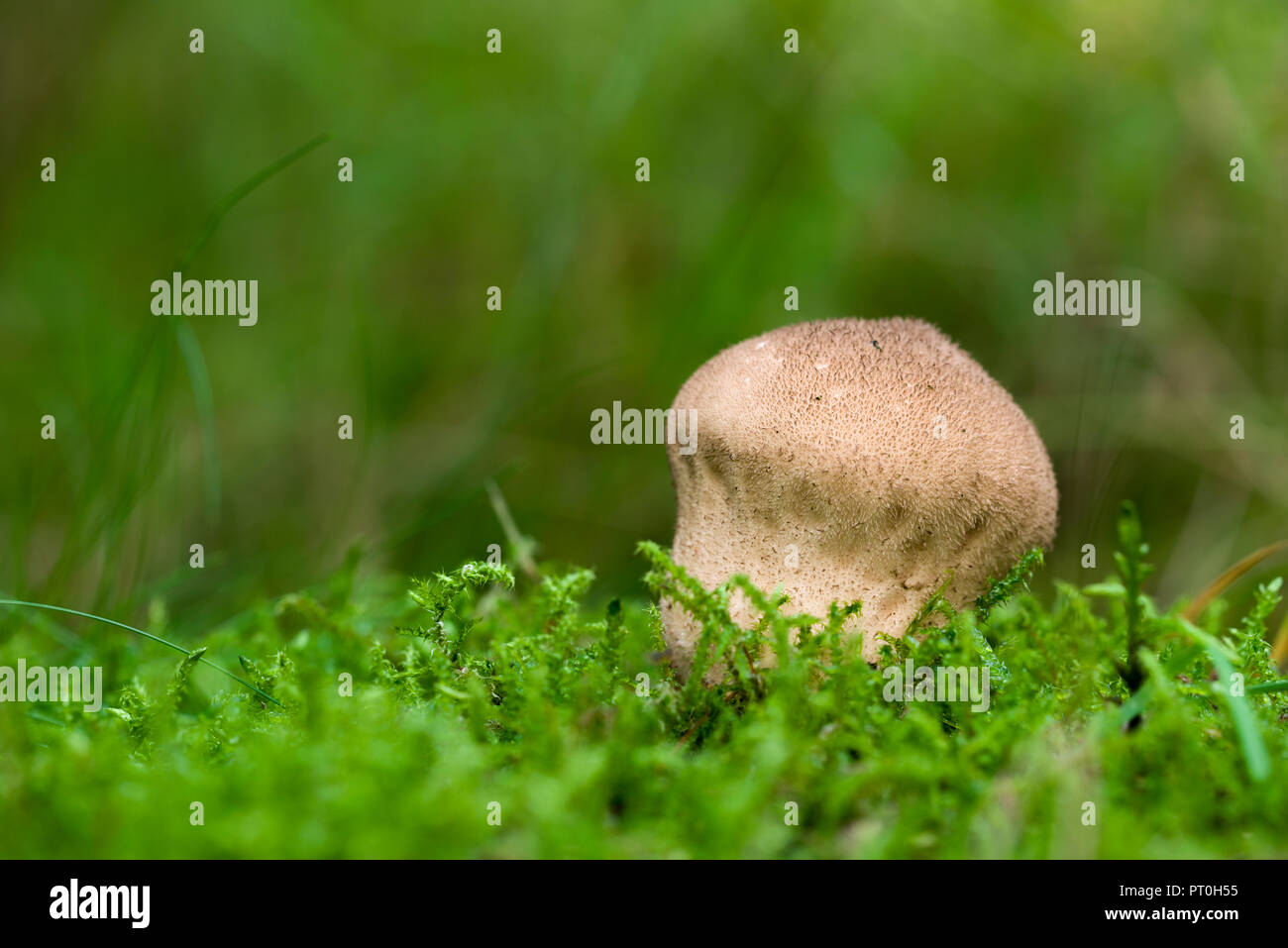 Soft Puffball (Lycoperdon molle), also known as Smooth Puffball, mushroom growing in Stockhill Wood, Somerset, England. Stock Photo