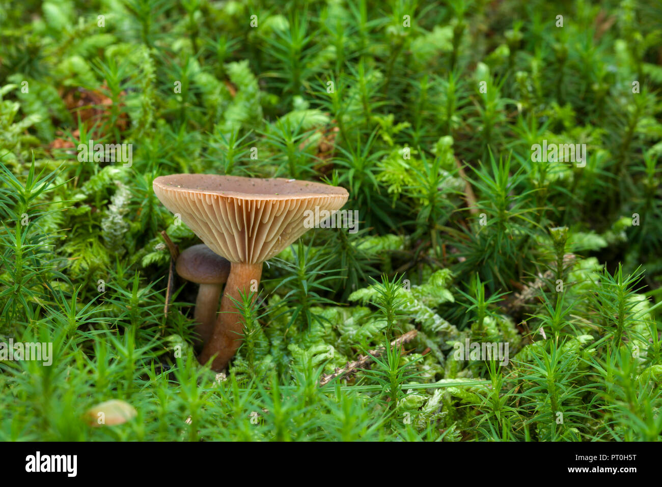 Birch Milkcap (Lactarius tabidus) mushrooms growing amongst moss in Stockhill Wood, Somerset, England. Stock Photo