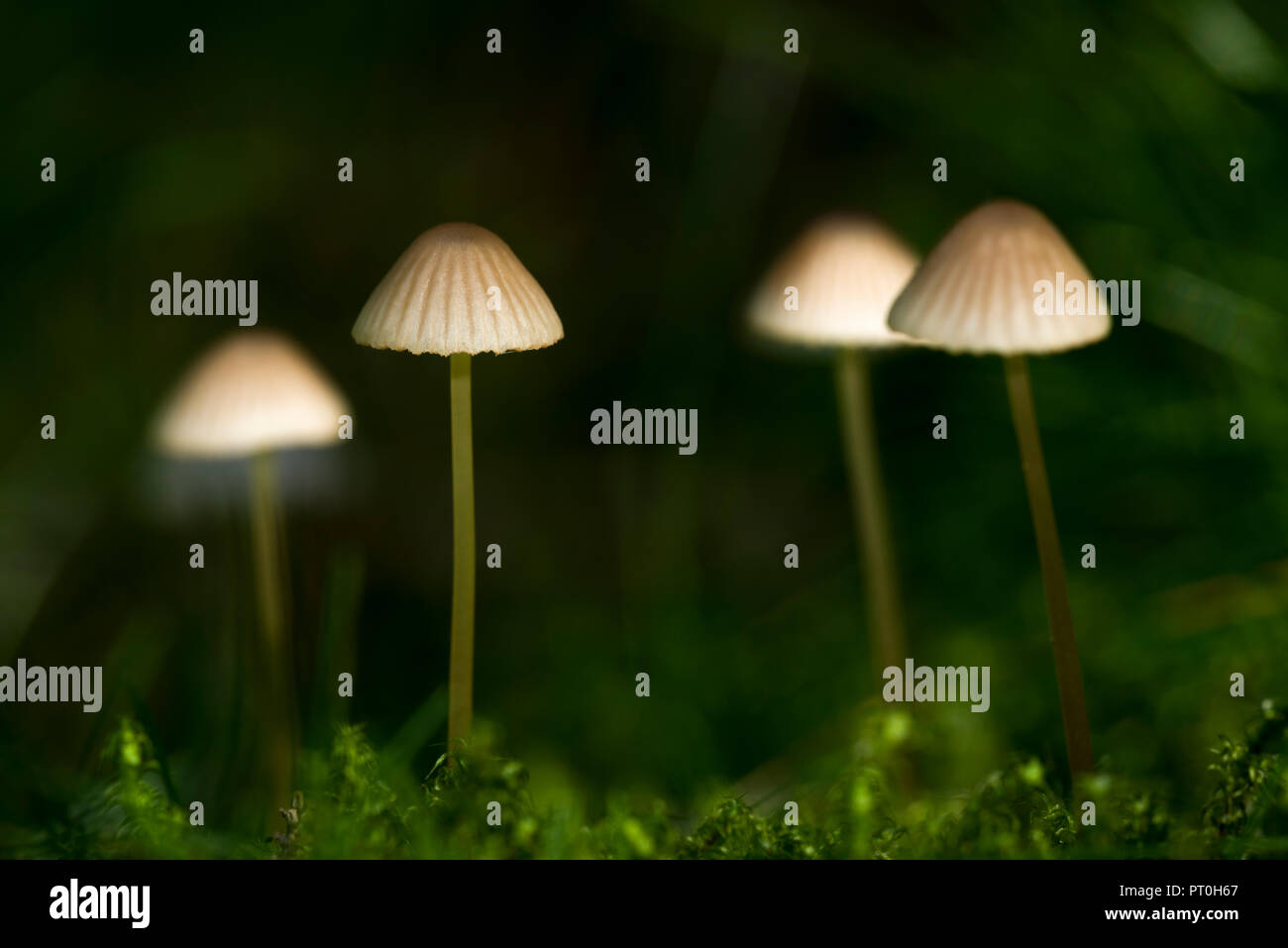 A troop of Snapping Bonnet (Mycena vitilis) mushrooms growing on a woodland floor. Stockhill Wood, Somerset, England. Stock Photo