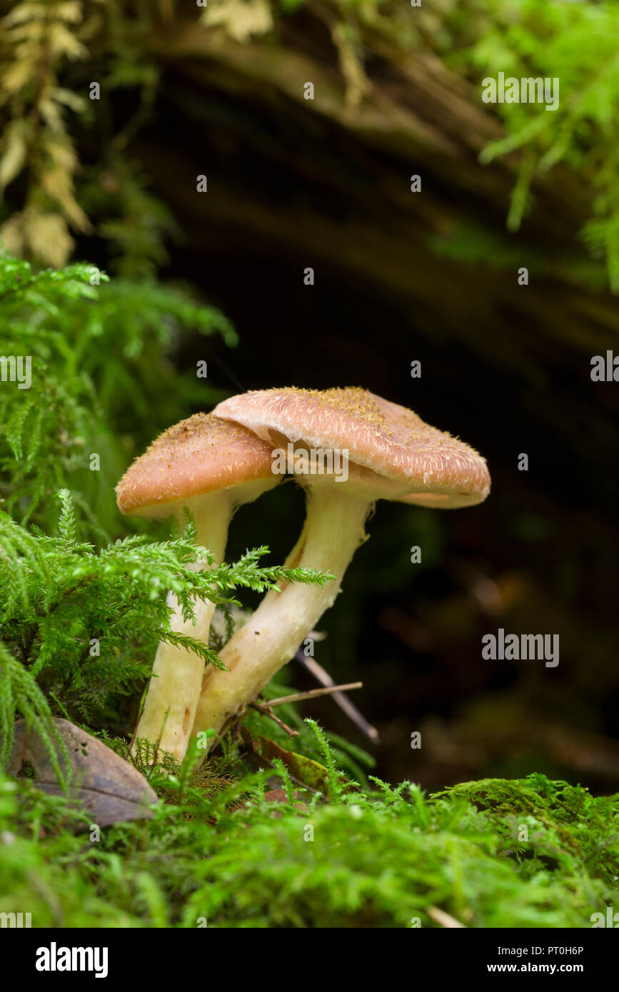 Immature Honey Fungus (Armillaria mellea) mushrooms growing on a rotting log in woodland. Goblin Combe, North Somerset, England. Stock Photo