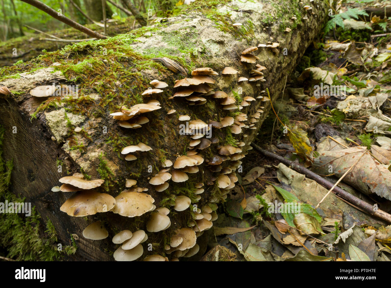 Peeling Oysterling (Crepidotus mollis) mushrooms growing on a rotting log in a deciduous woodland. Goblin Combe, North Somerset, England. Stock Photo