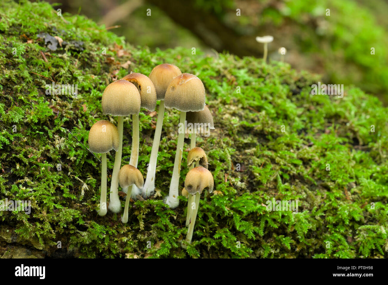 A troop of Glistening Inkcap (Coprinellus micaceus) mushrooms growing on a moss covered log in woodland. Goblin Combe, North Somerset, England. Stock Photo