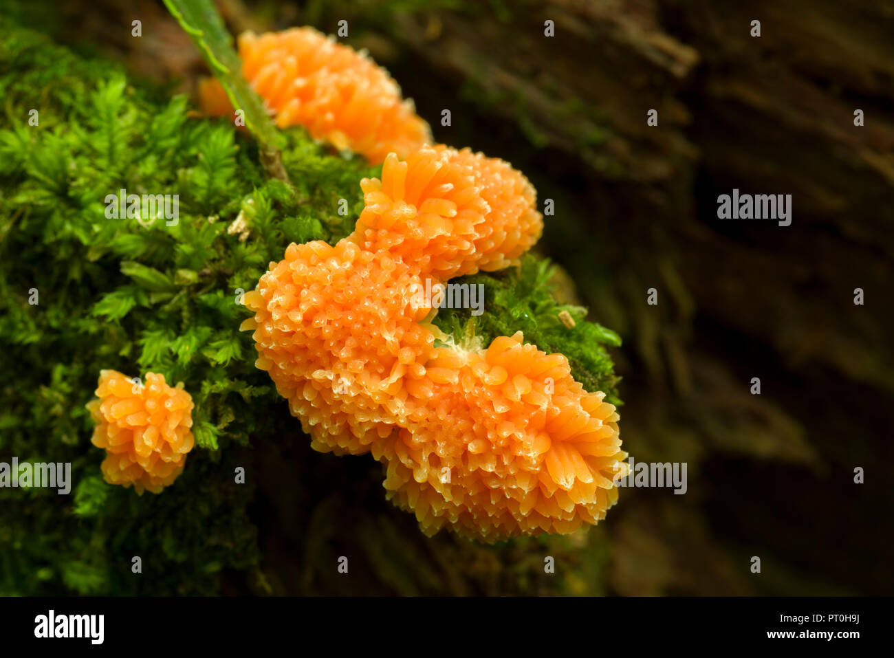 Tubulifera arachnoidea slime mould in its plasmodium stage on a rotting log. Goblin Combe, North Somerset, England. Stock Photo