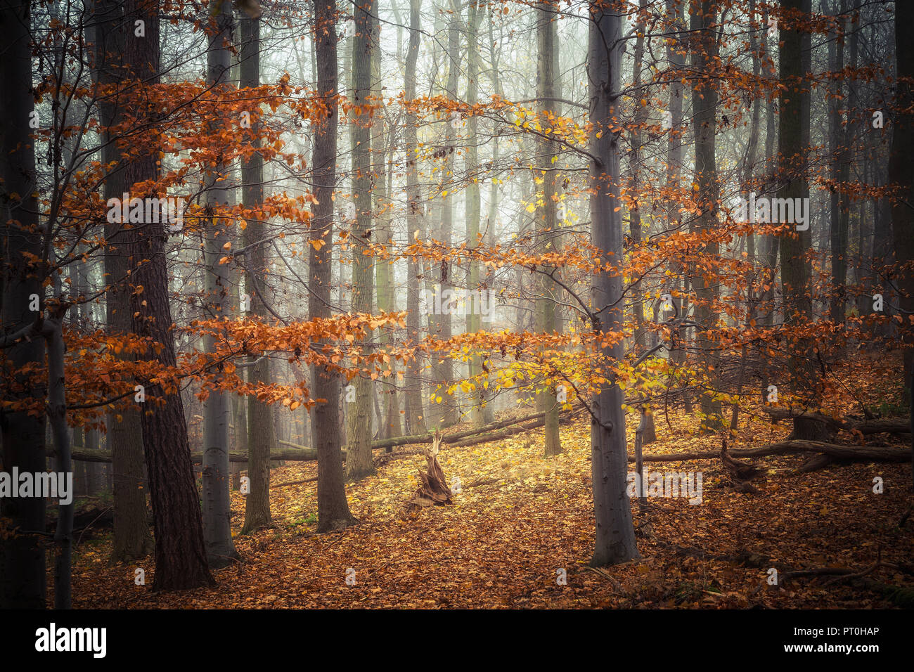 The beech forest in the Foliage in the fall Stock Photo