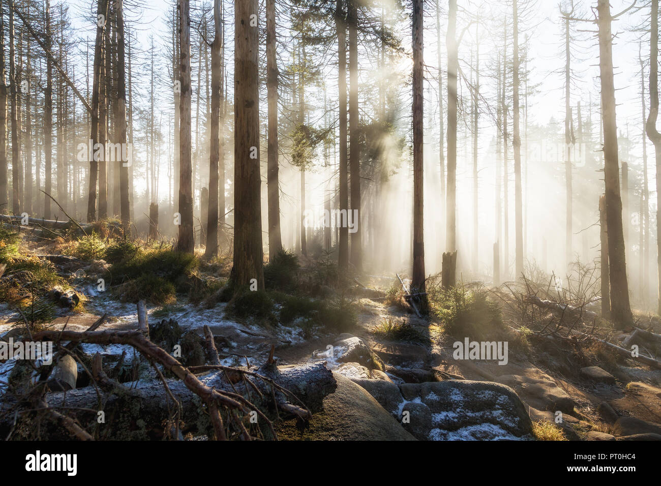 Light rays break through the fog in the upper Harz deadwood forest Stock Photo