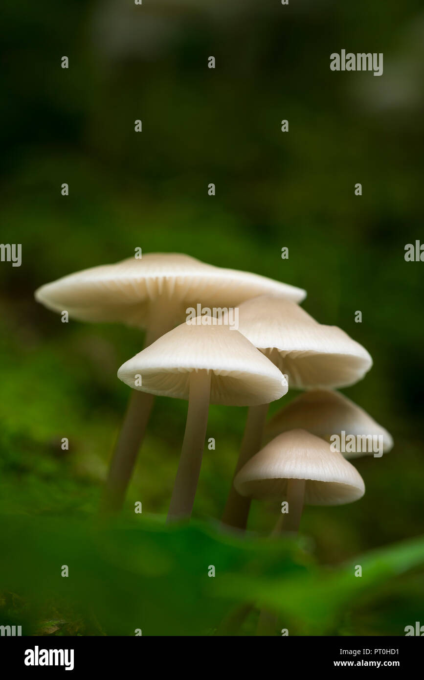 A troop of Common Bonnet (Mycena galericulata) mushrooms on a log. Goblin Combe, North Somerset, England. Stock Photo