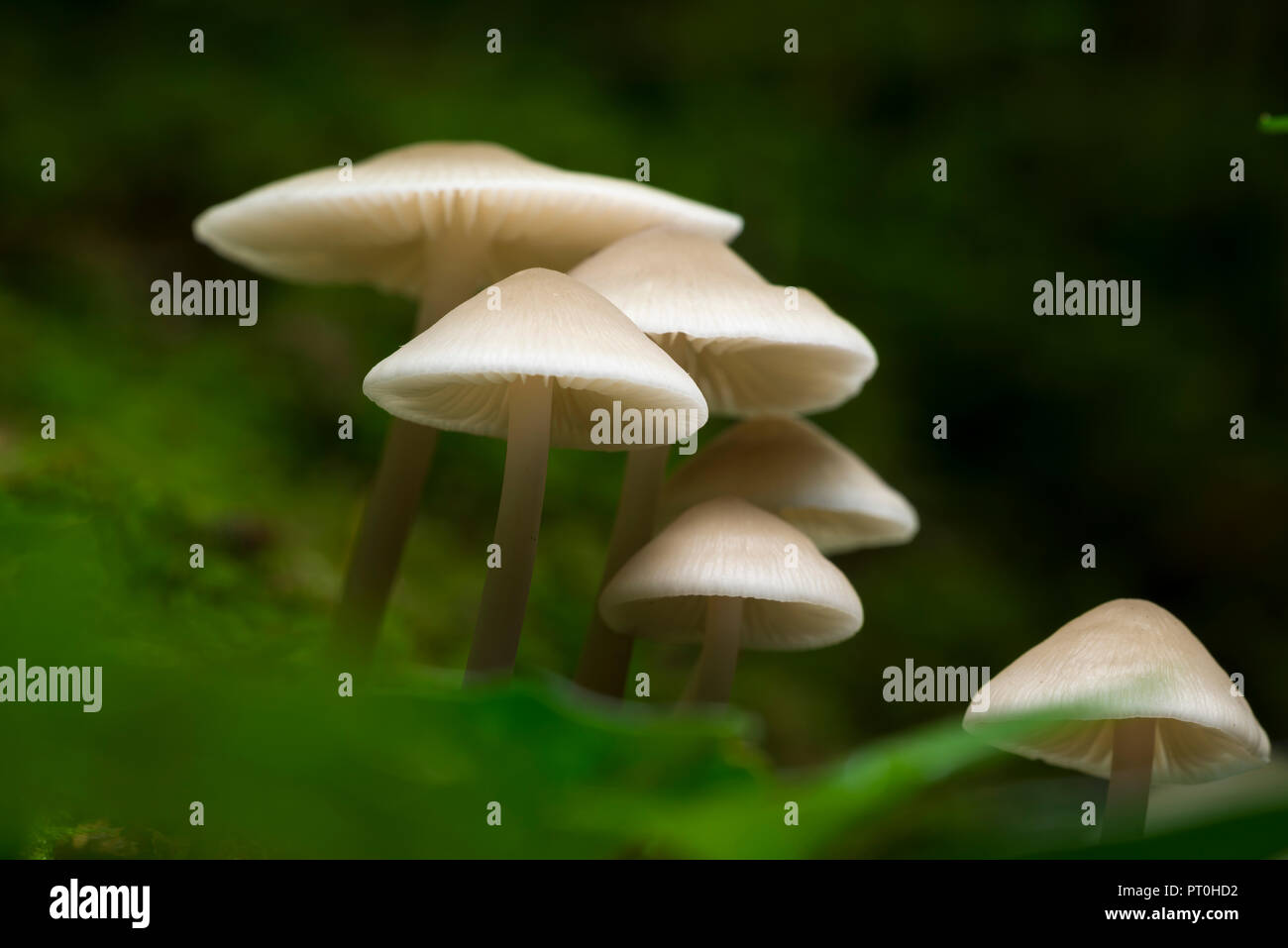 A troop of Common Bonnet (Mycena galericulata) mushrooms on a log. Goblin Combe, North Somerset, England. Stock Photo