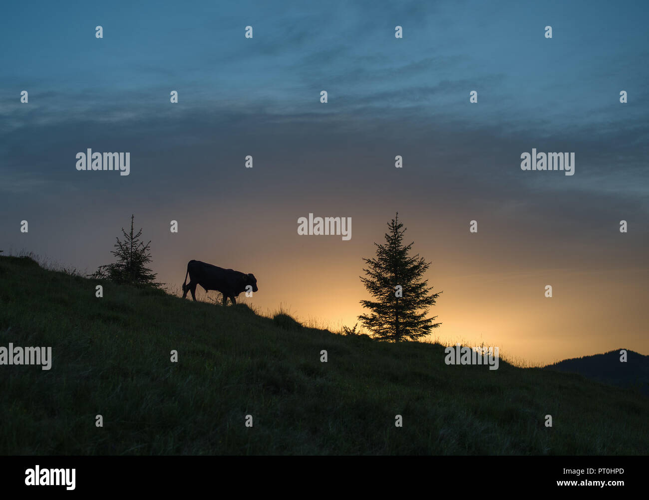 Bull silhouette in front of a sunrise. Mountain hill in summer Stock Photo
