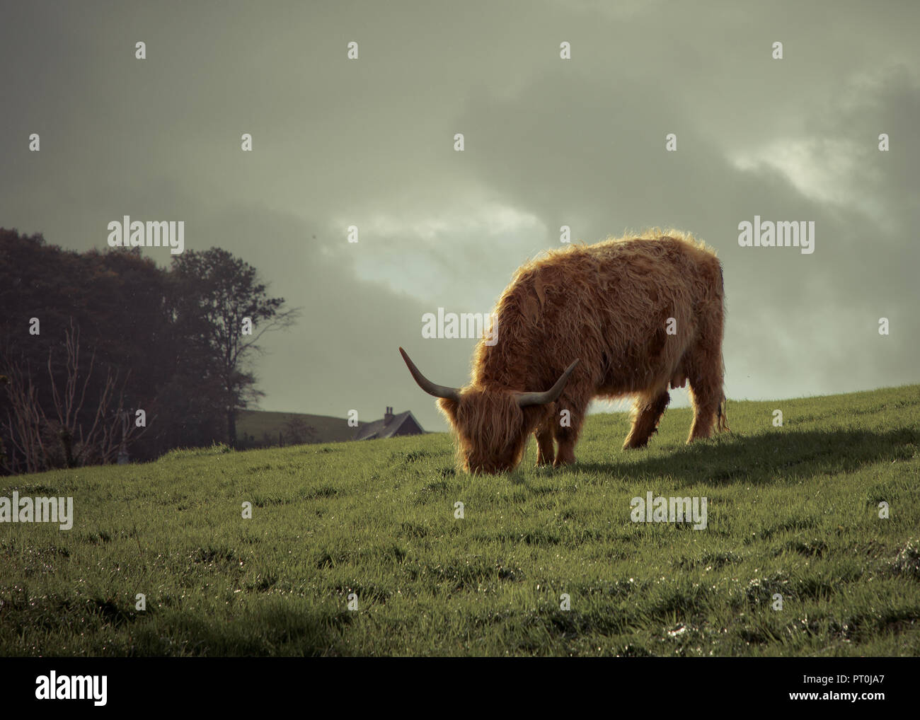 Highland Cows in the Lake District, Cumbria, UK.  Picture credit should read: James Wilson Stock Photo