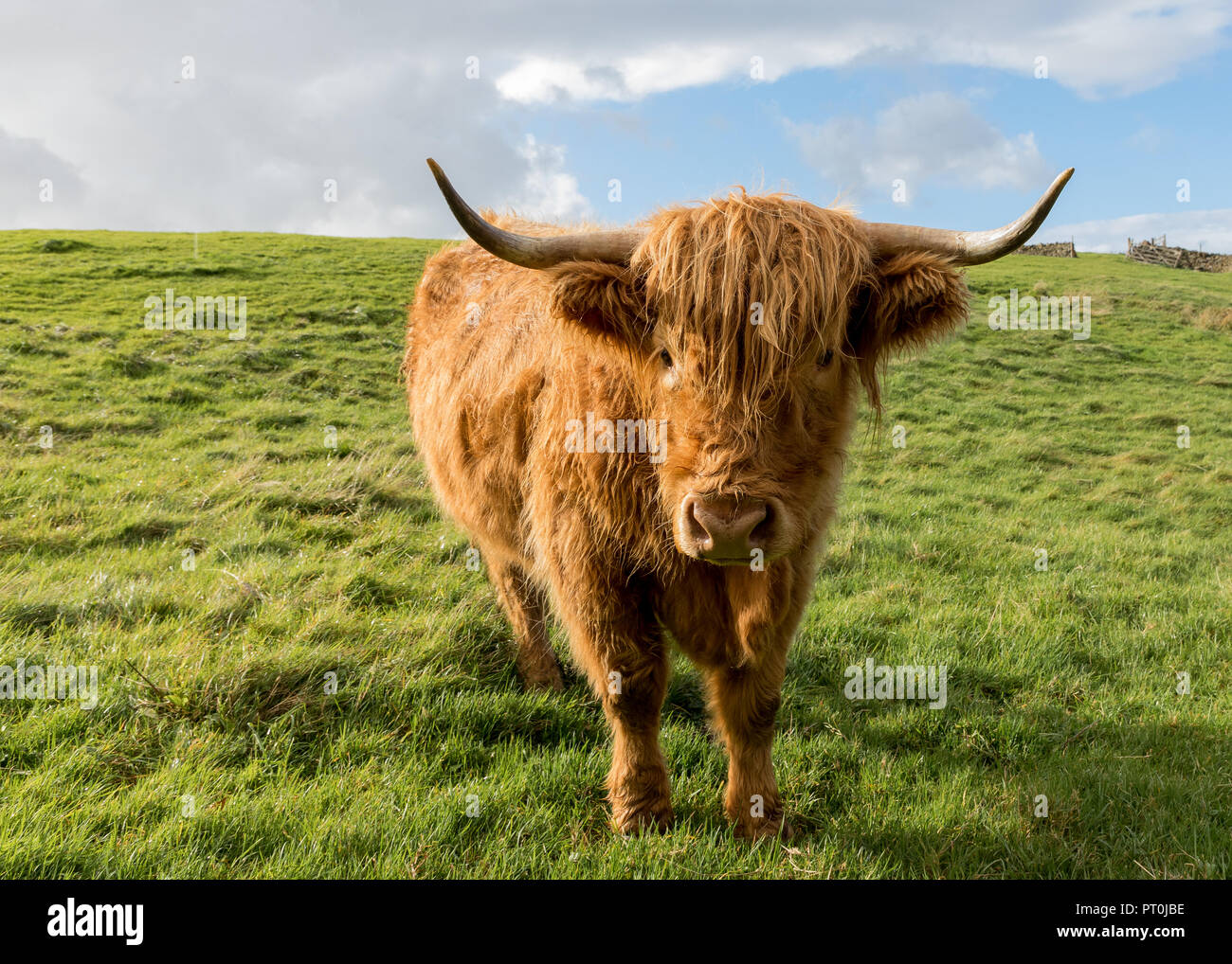Highland Cow in the Lake District, Cumbria, UK.  Picture credit should read: James Wilson Stock Photo