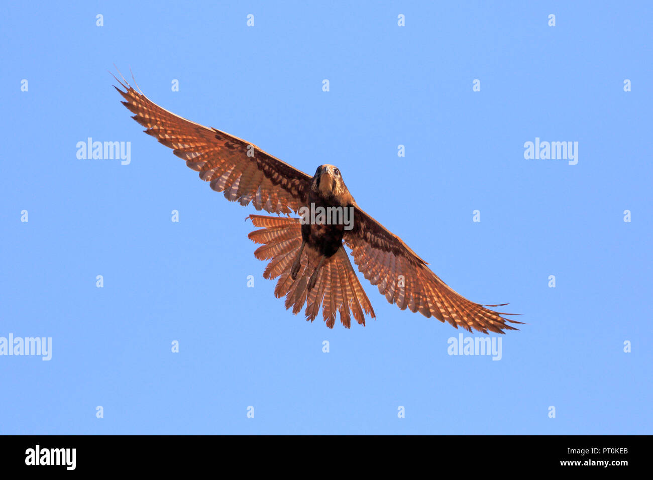 Brown Falcon in flight in Far North Queensland Australia Stock Photo