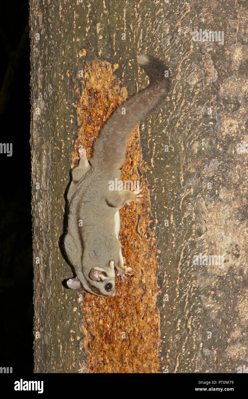 Sugar Glider at Chambers Wildlife Lodge far North Queensland Australia