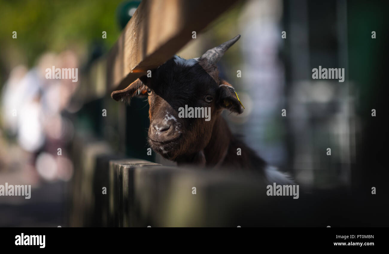 A goats head sticking through a wooden fence in shadow Stock Photo