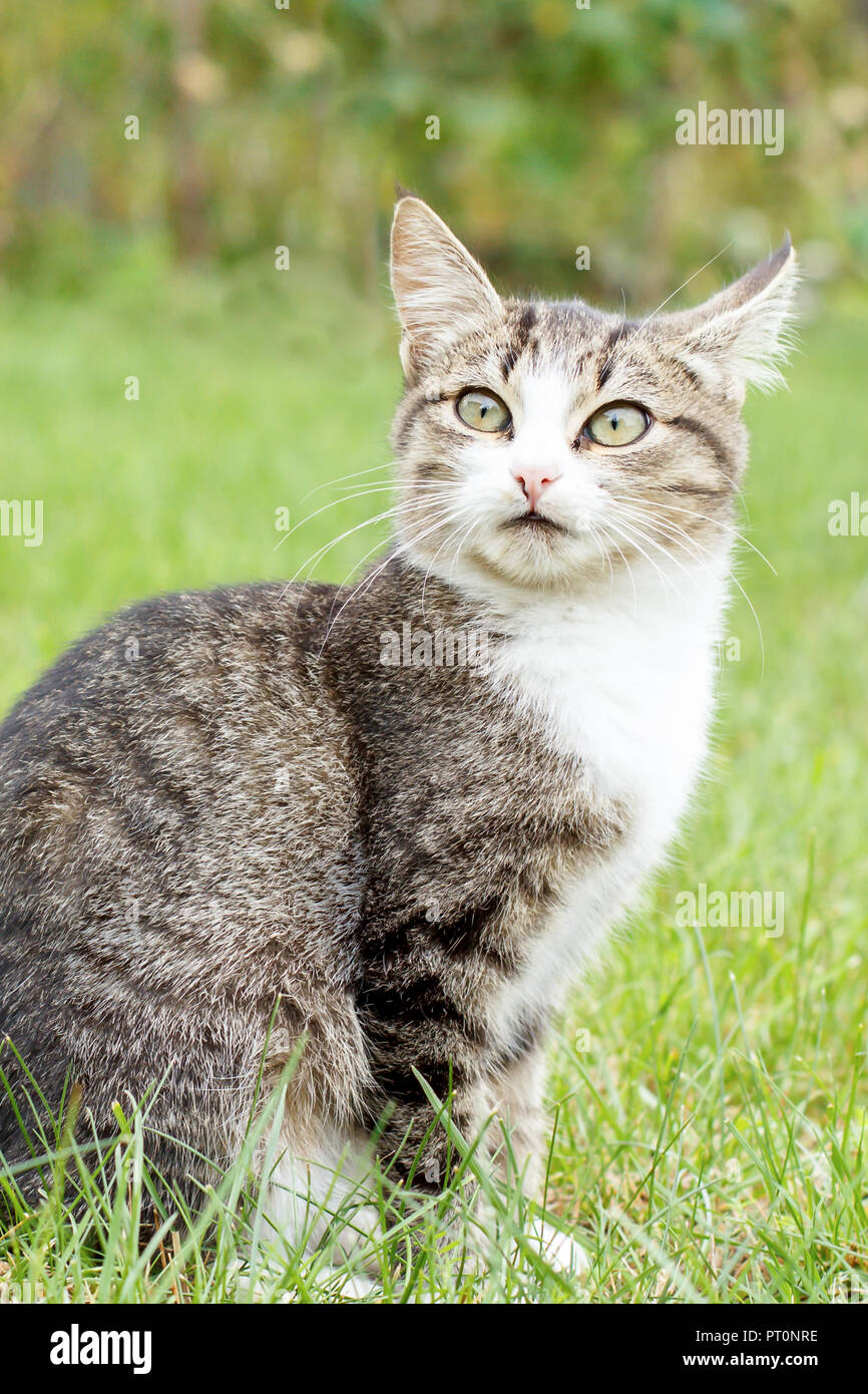 Gray and white tabby cat with surprised look on green grass outdoor in ...