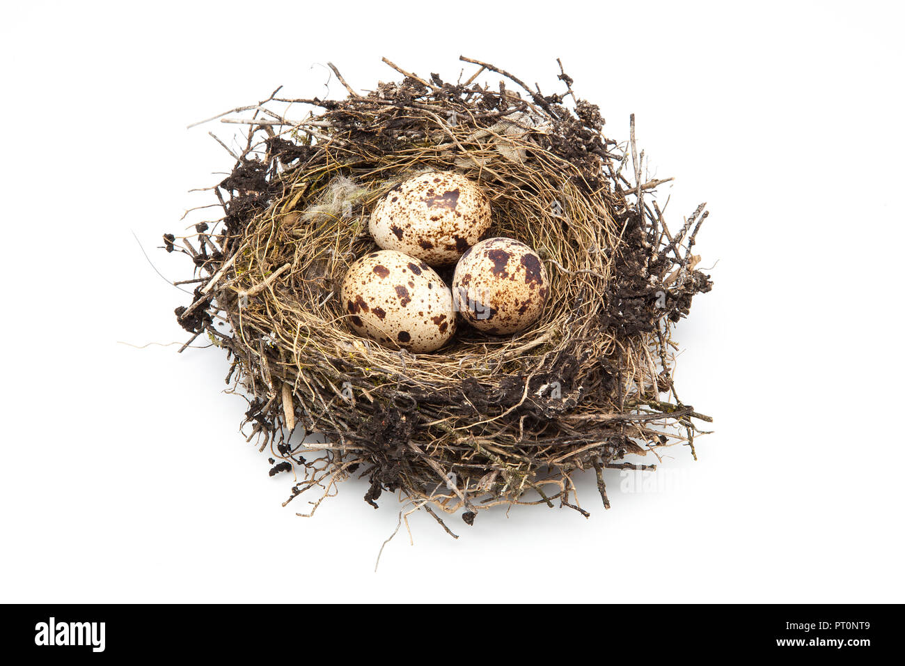 Detail of eggs in nest isolated on white background Stock Photo - Alamy