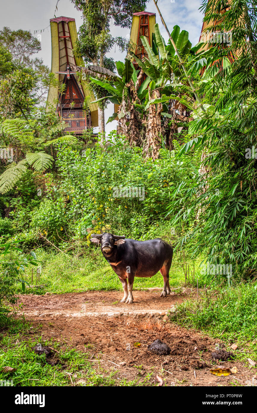 Asia water buffalo hires stock photography and images Alamy