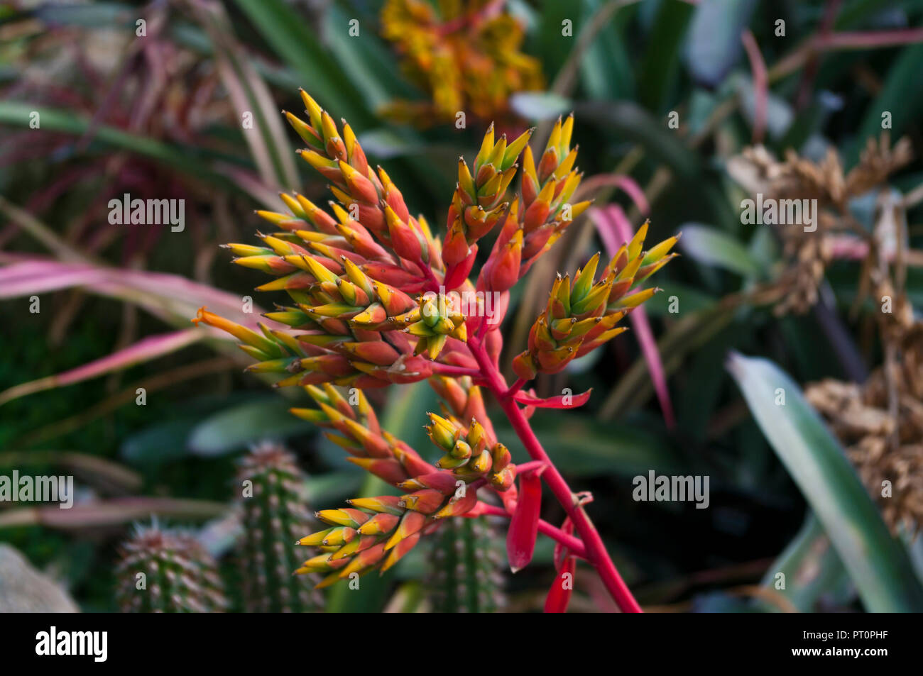 Flower Spikes Of Aechmea mulfordii Commonly known as the Living Vase Bromelia from Brazil Stock Photo