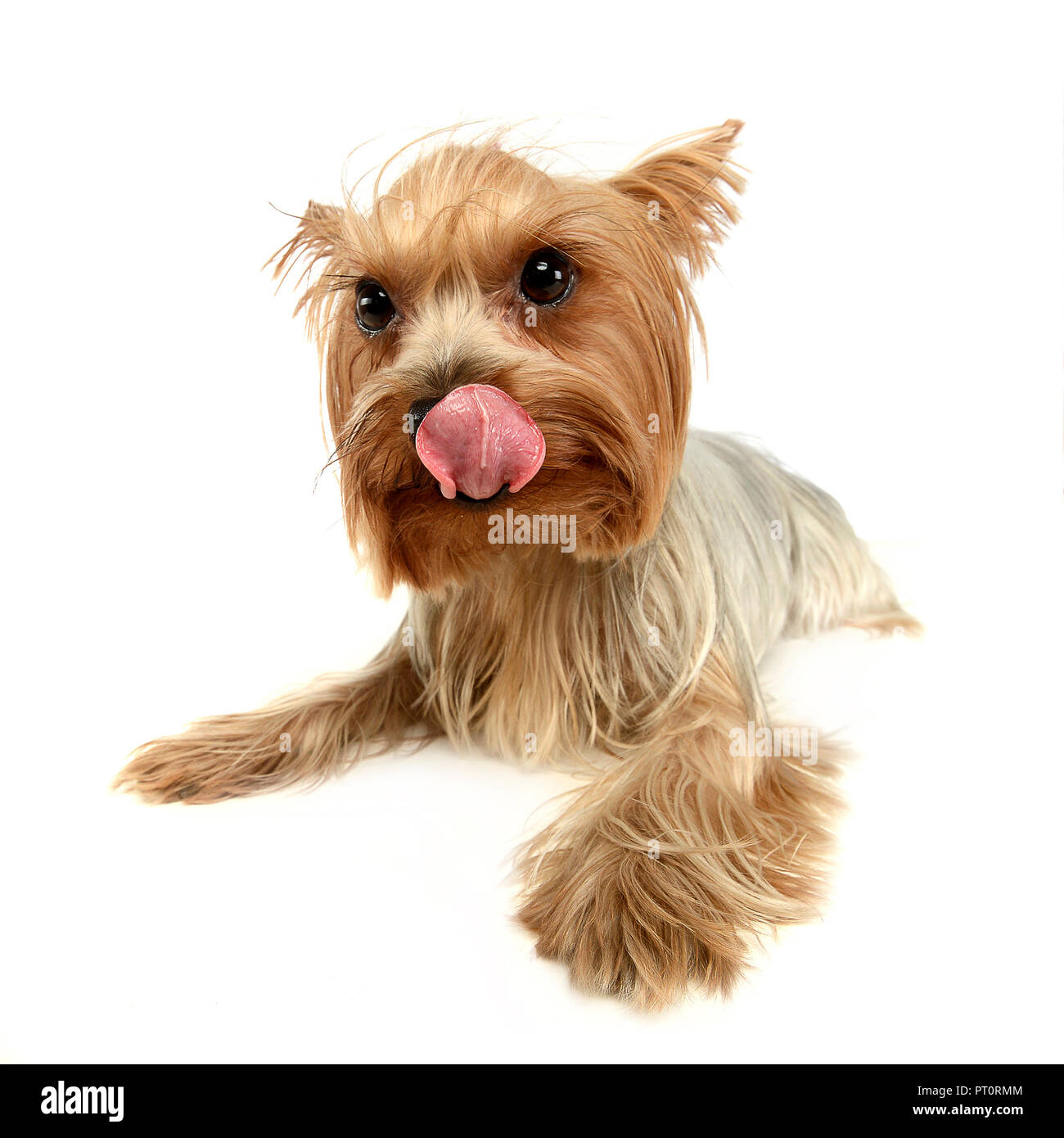 why do yorkies like to lick