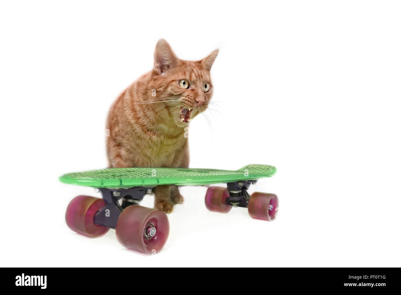 Angry cats cut out hires stock photography and images Alamy