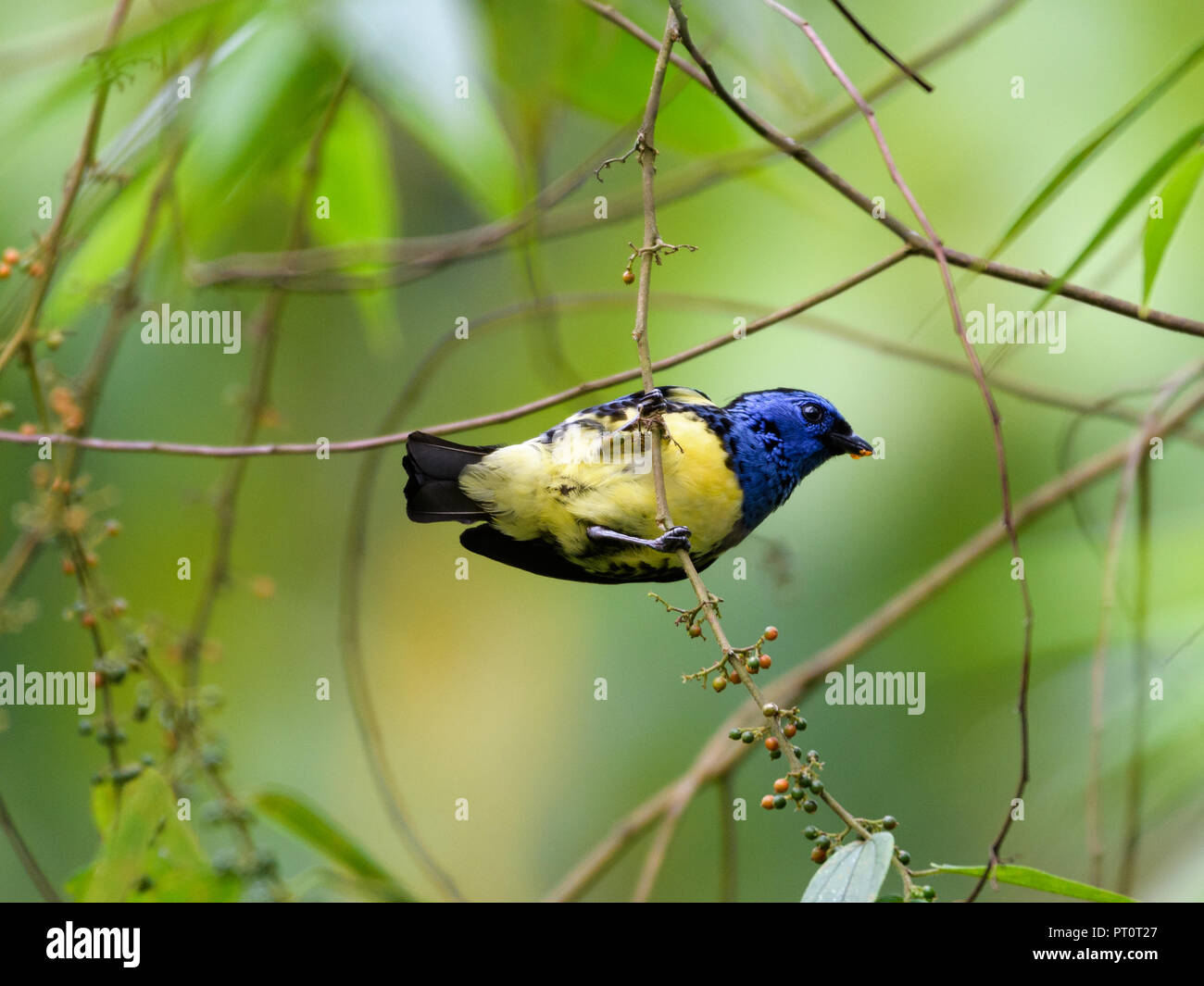 Turquoise Tanager hanging from the branches of a tree foraging for berries. Stock Photo
