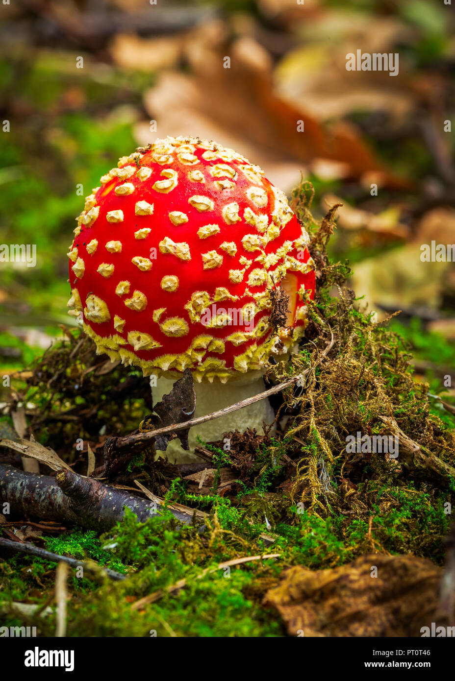 Amanita Muscaria, commonly known as the Fly Agaric or Fly Amanita Stock Photo