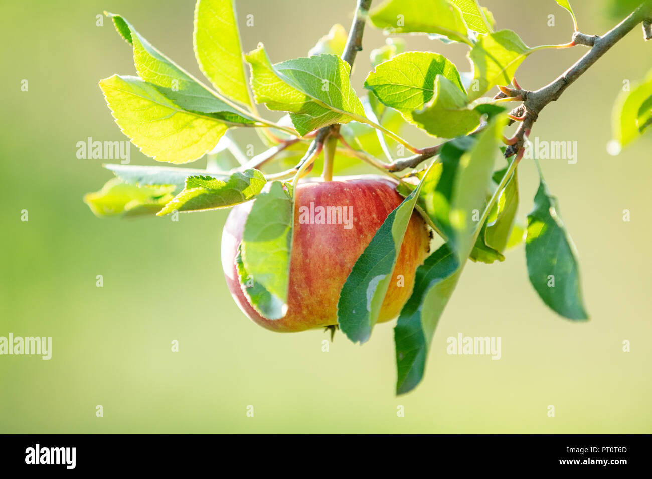 Fresh raw red apple on the branch in the garden on sunny day. Close up, shallow depth of the field. Stock Photo