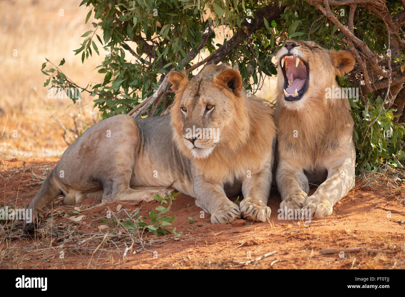 TSAVO EAST NATIONAL PARK, KENYA, AFRICA - FEBRUARY 25th 2018: Tsavo lions resting under the shade of a bush in the evening Stock Photo