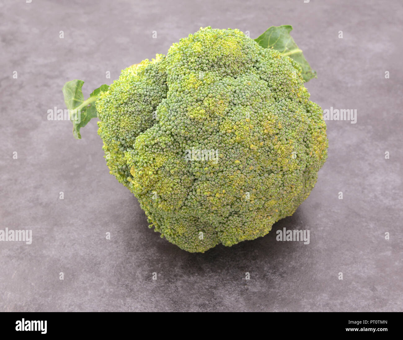 Head of calabrese broccoli beginning to spoil with yellowing florets, on a grey background Stock Photo