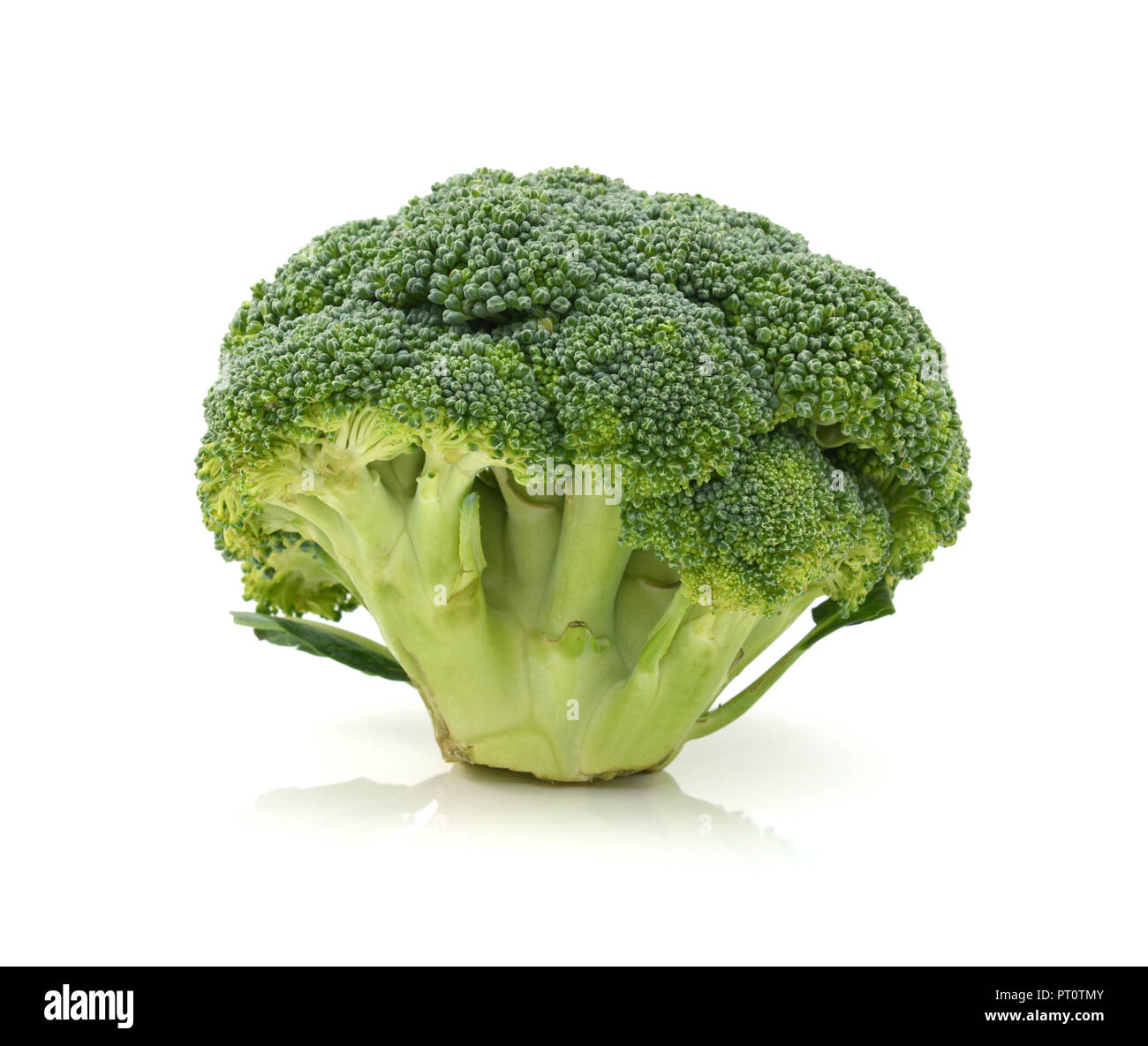 Fresh head of calabrese broccoli standing upright show individual florets and stalks on a white background Stock Photo