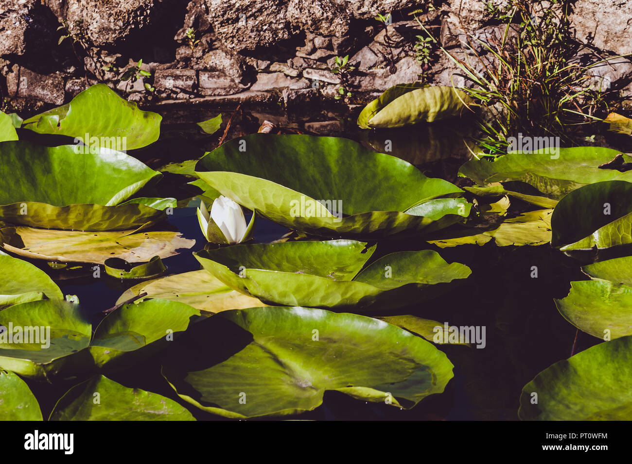 water lily in the lake, background image Stock Photo - Alamy