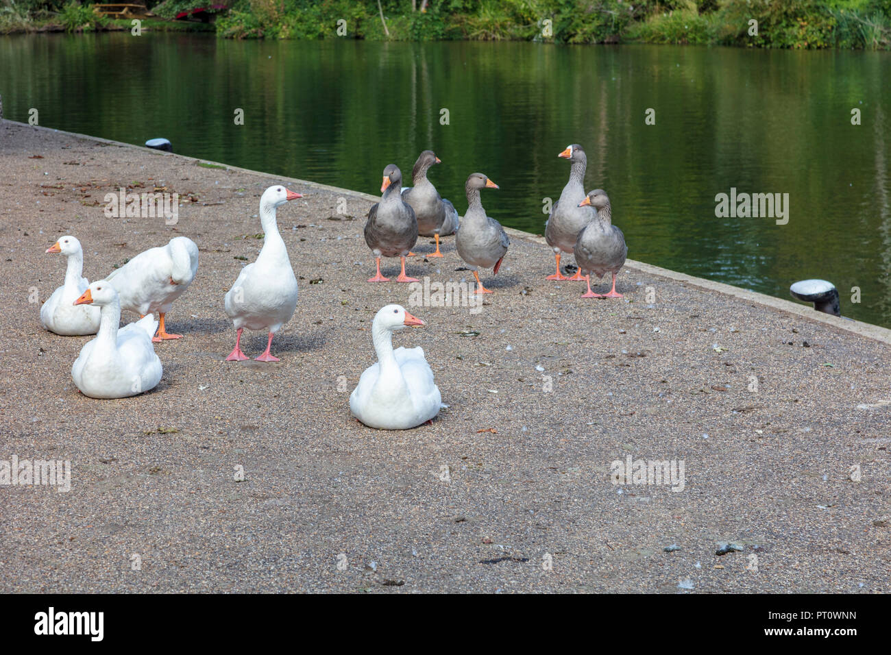 White and Grey Geese on the side of the River Thames at Iffley Lock, Oxfordshire,UK Stock Photo
