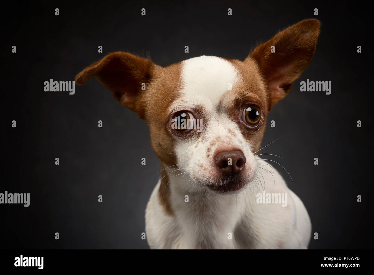 Ugly Flying Ears Chihuahua Portrait In A Gray Background Stock Photo Alamy