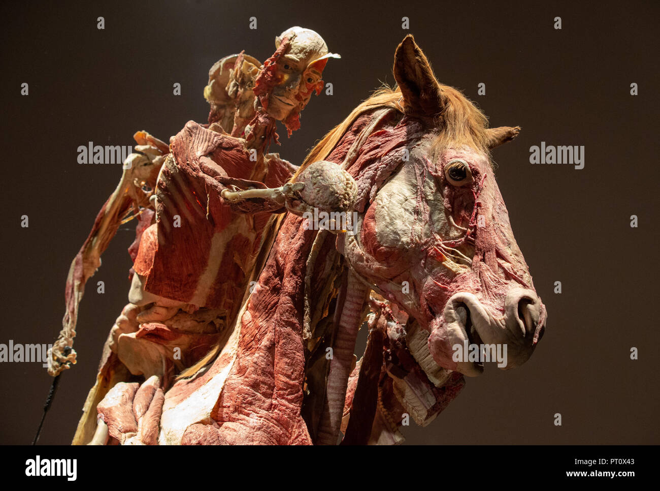 Detail of 'Rearing Horse with Rider' by Dr Gunther Von Hagens  at the preview of his 'Body Worlds' Exhibition which opened at The London Pavilion Oct . Stock Photo