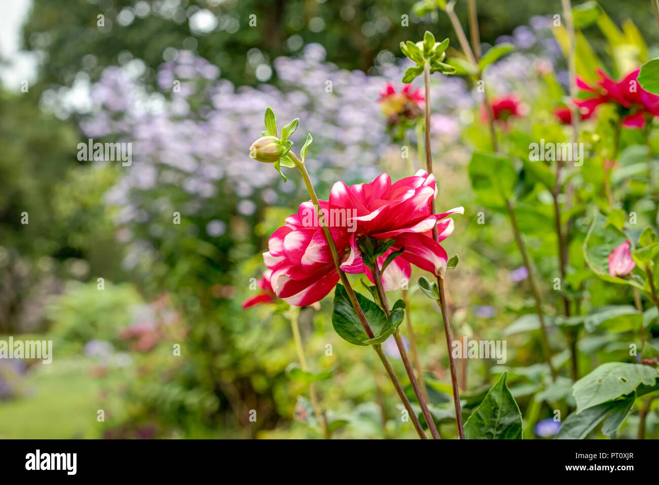 Tall dahlia border hi-res stock photography and images - Alamy