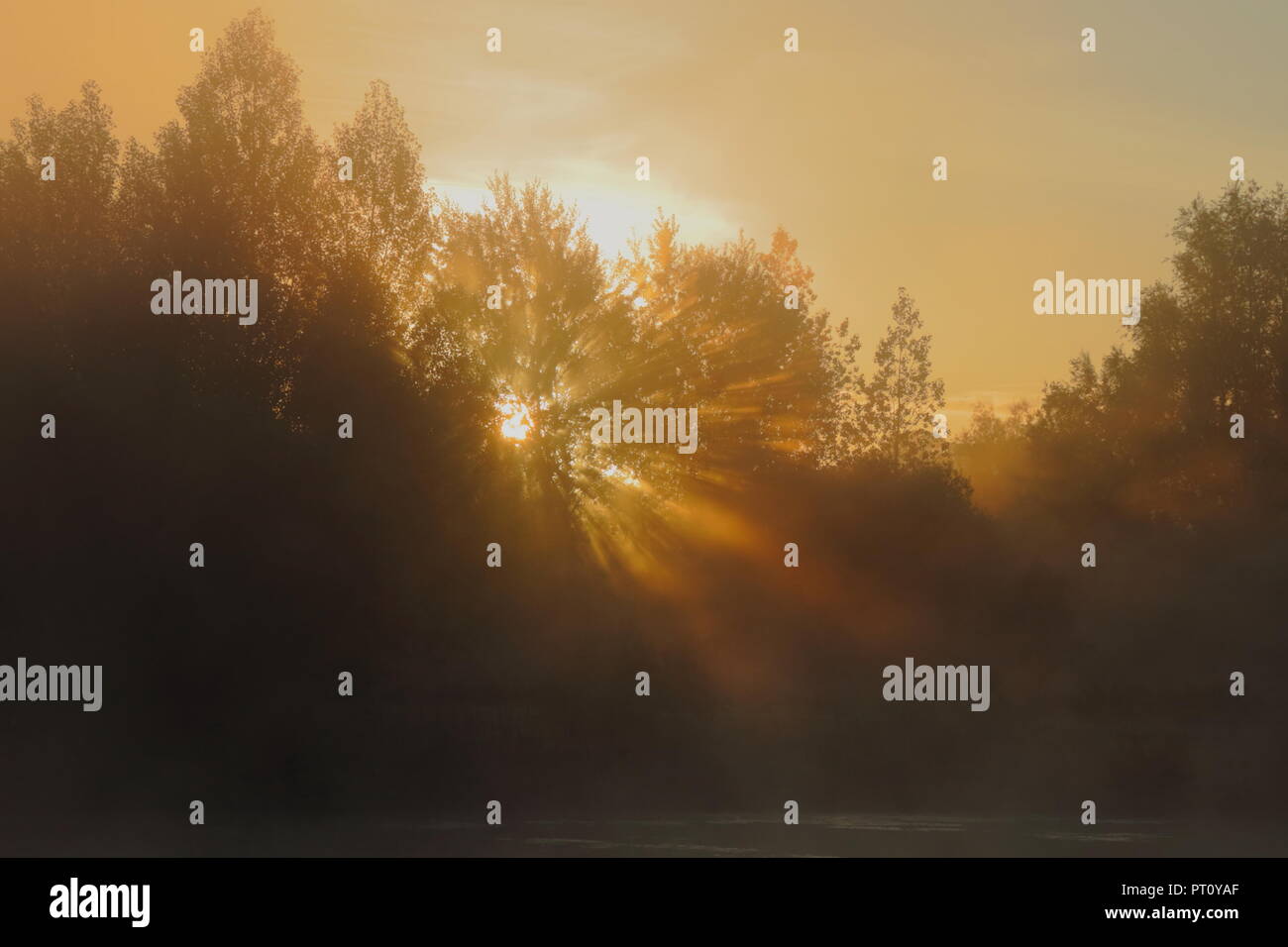Sunrays shining through tree in the misty morning Stock Photo