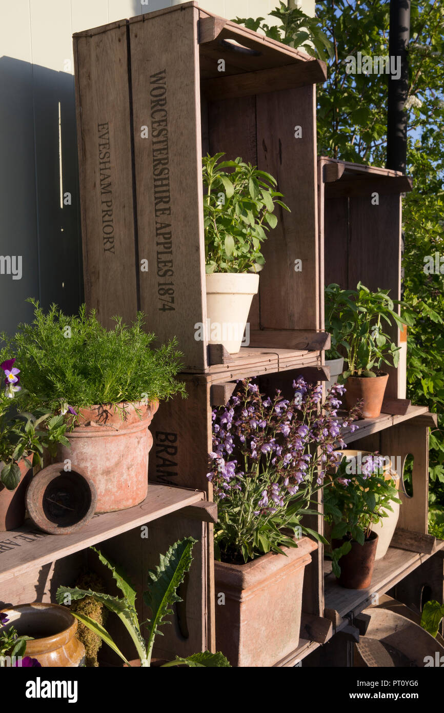 Various old terracotta and glazed pots planted with herbs, sage, mint, viola, basil, chamomile, displayed in old wooden apple crates, The Perfumer's G Stock Photo