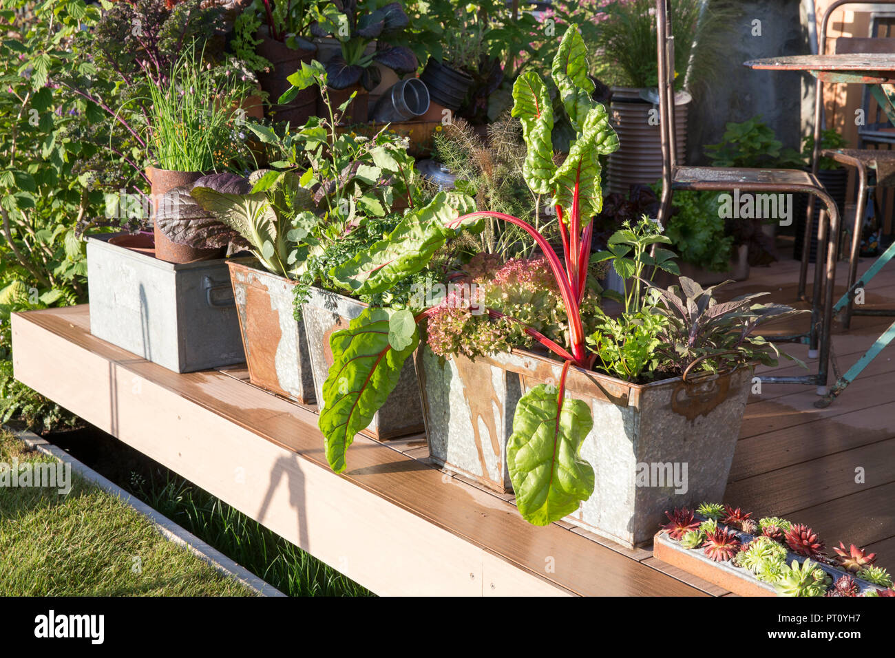 small garden Decking area with vegetables vegetable herbs growing in repurposed recycled galvanised metal containers lettuce chard kitchen garden UK Stock Photo