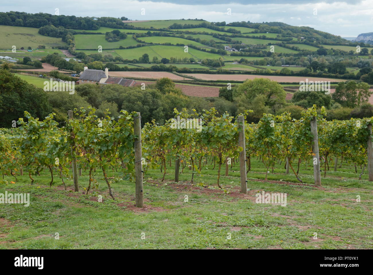 Castlewood vineyard in Axe Valley in Devon Stock Photo