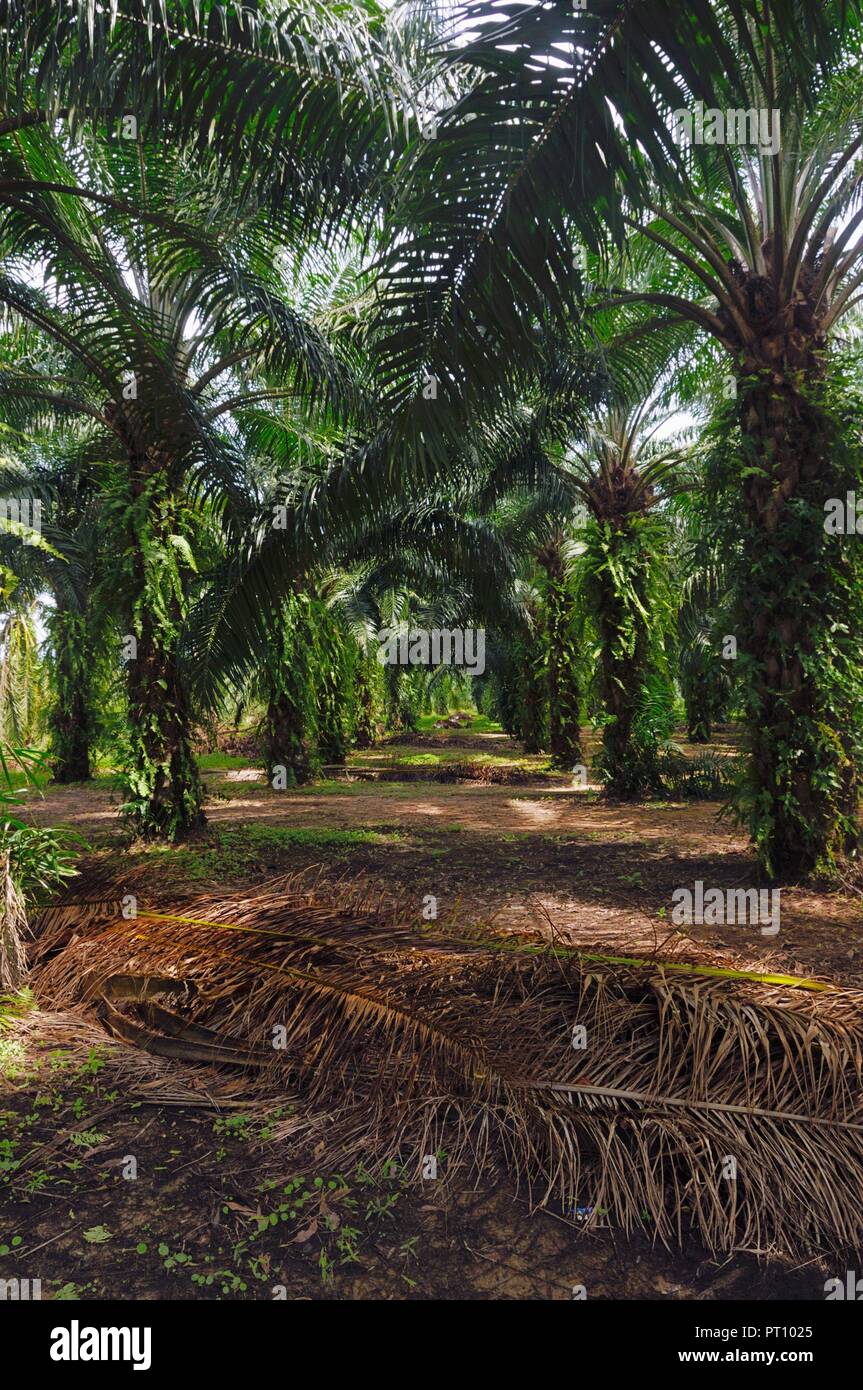 Alley through the oil palm plantation at Pathio district of Chumphon province of Thailand. Stock Photo