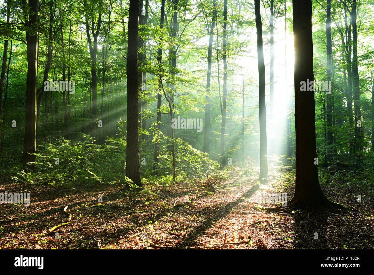 Morning in the forest Stock Photo - Alamy